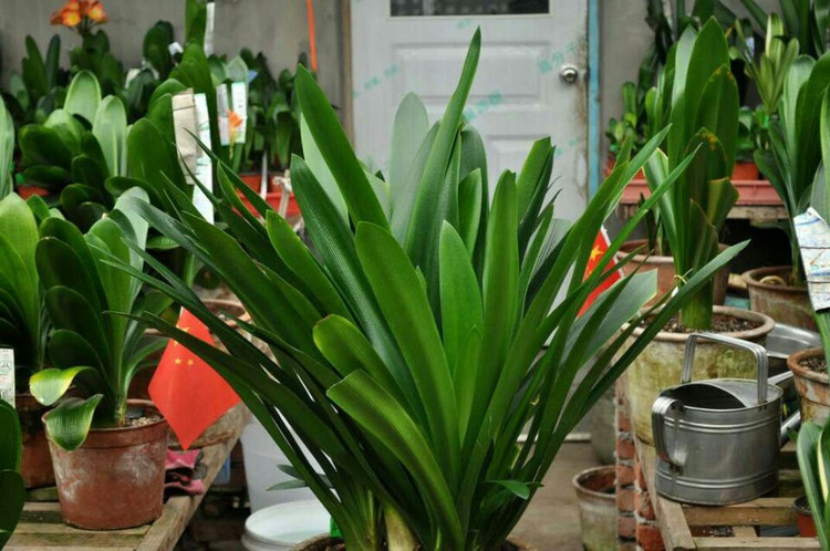九游下载